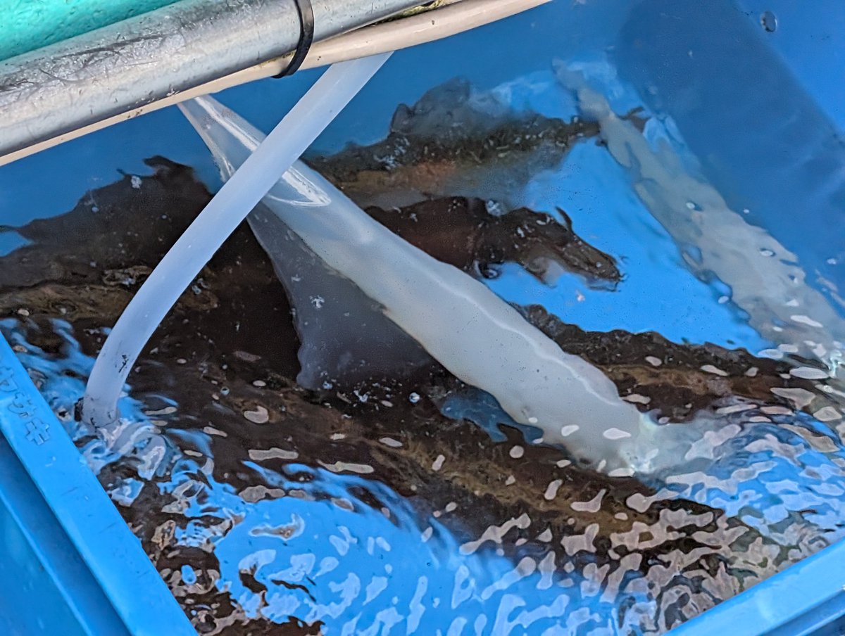 夏鱚冬剥（すーさん） tweet media