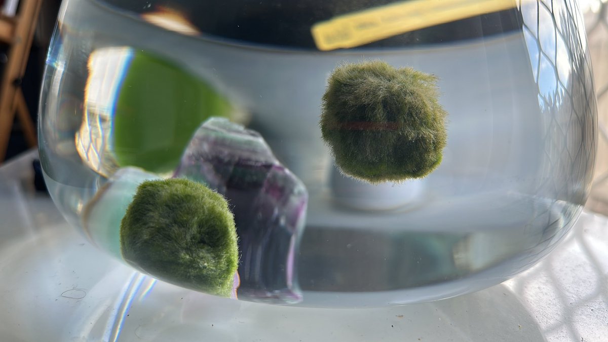 NachoZombie tweet media