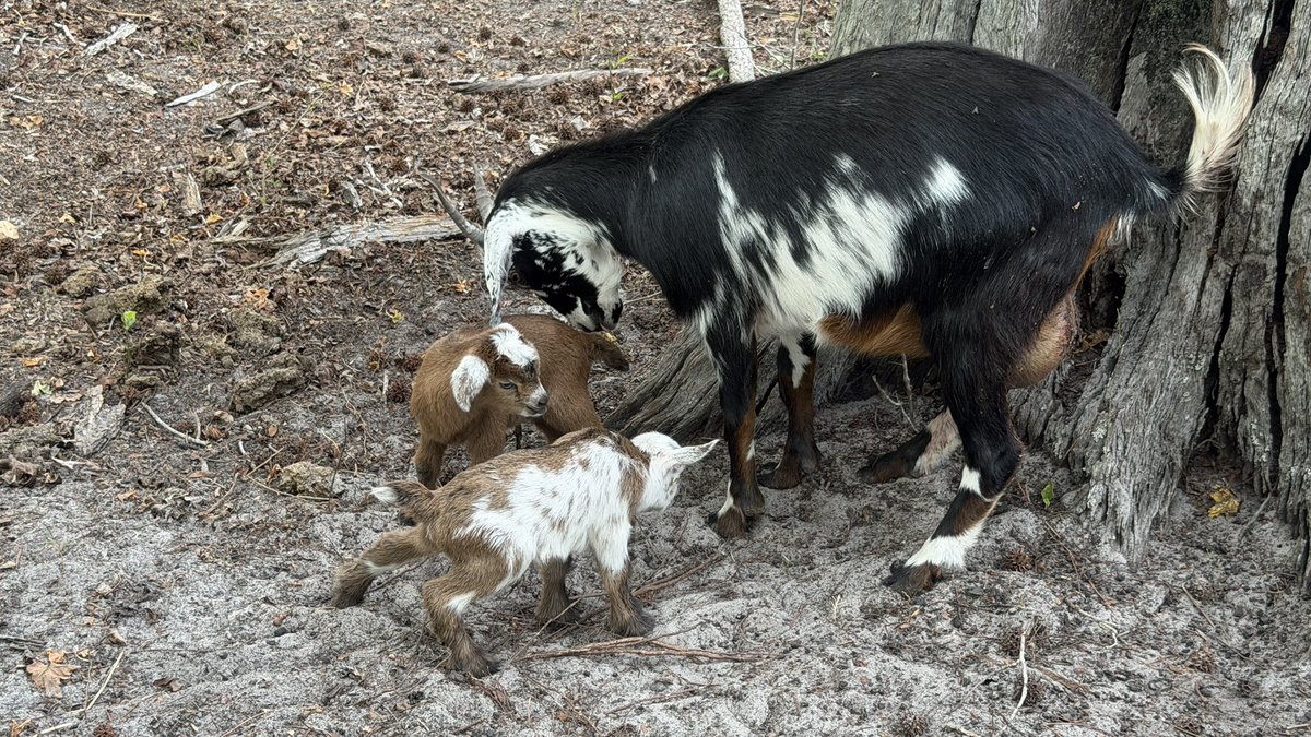 Barbie Wilson RT (R) (CT) RDMS RVT 🎣🌊🌴☀️🧜🏻‍♀️ tweet media