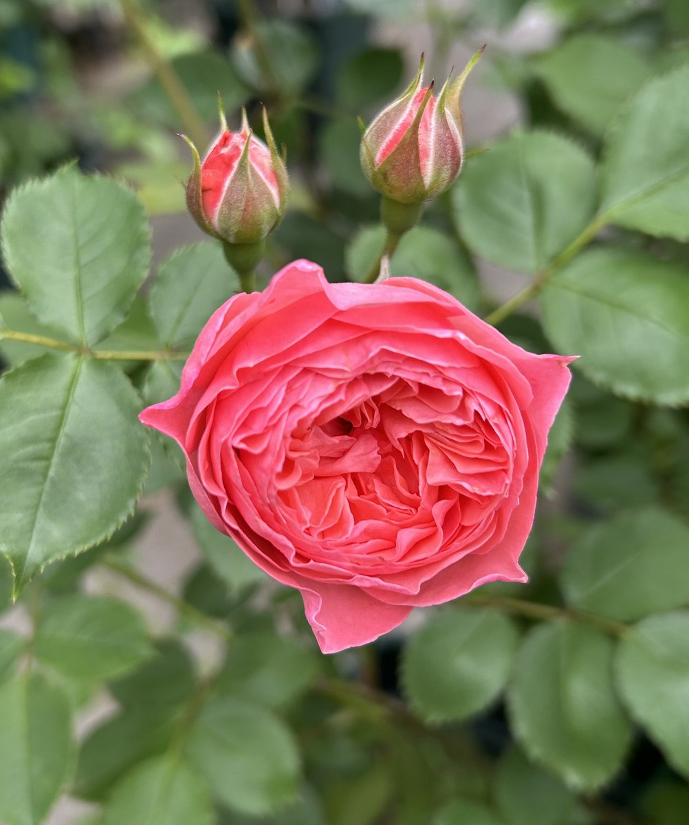 noco 🩵🪽 tweet media