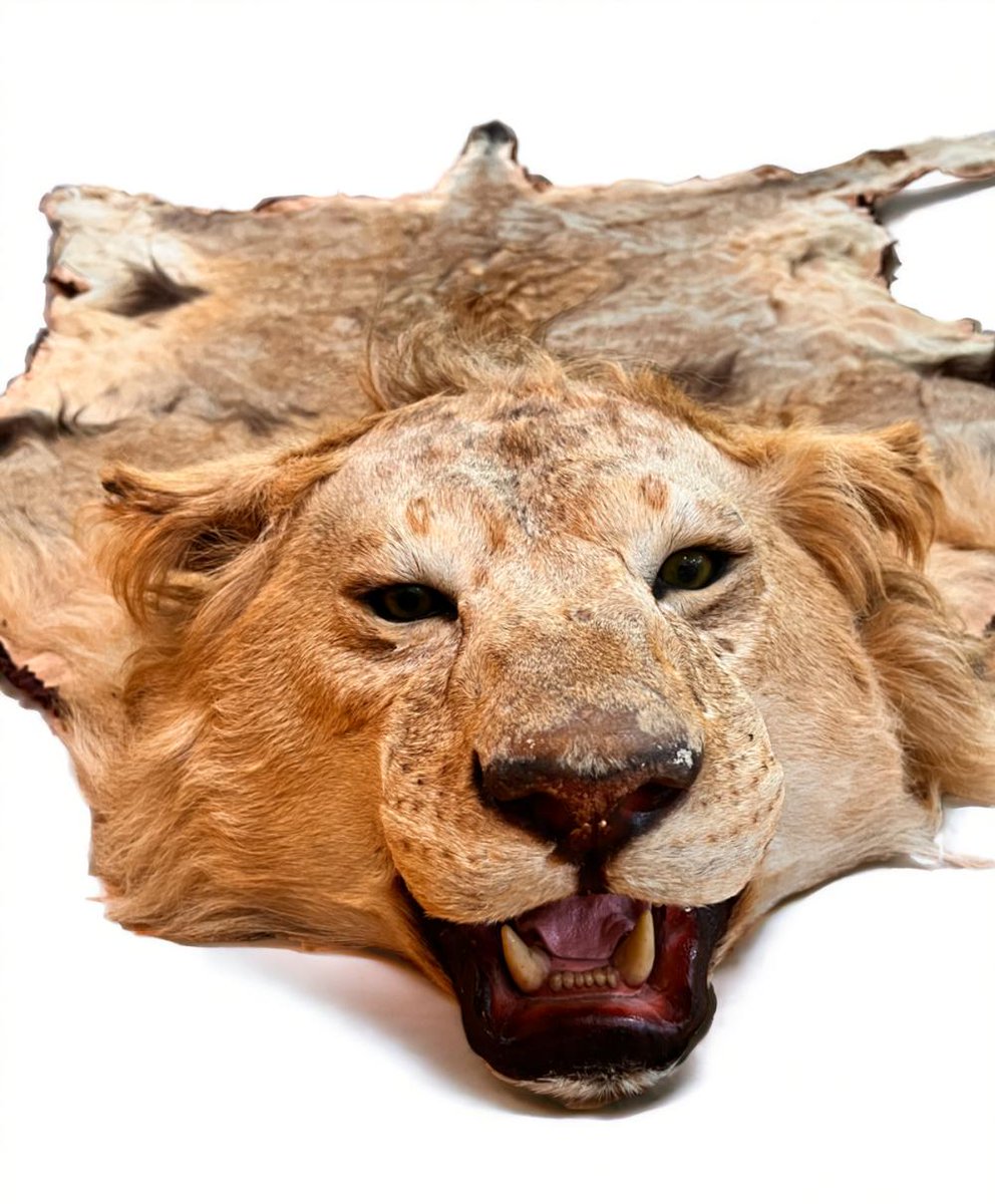 M.i.C 🦁 tweet media