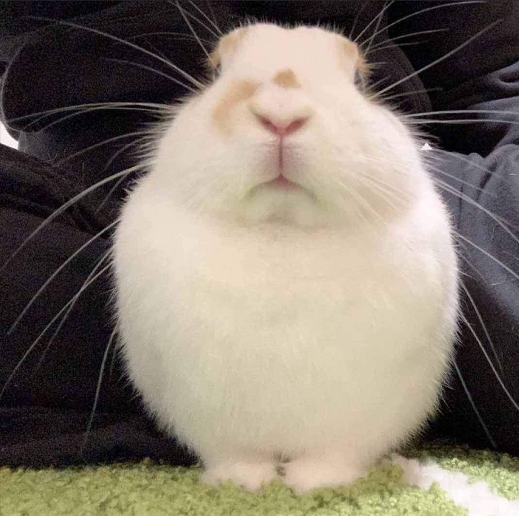 ︎︎ ᅠᅠᅠᅠ ᅠᅠᅠᅠ ᅠᅠ ᅠᅠᅠᅠ ᅠᅠᅠᅠ ꉂ 🍥 𝐓ꫀׁׅܻ┄T͟𝓘͟𝐀! tweet media