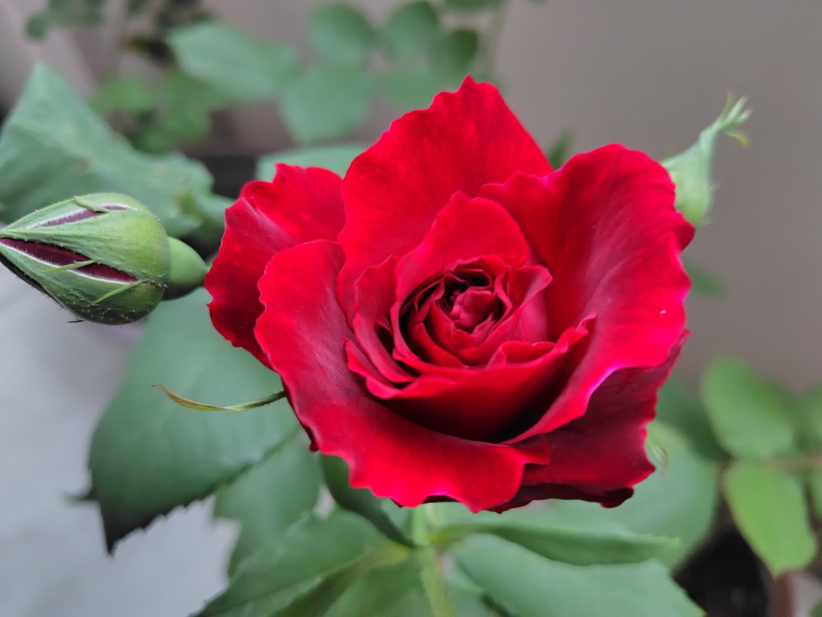 あいうえお tweet media