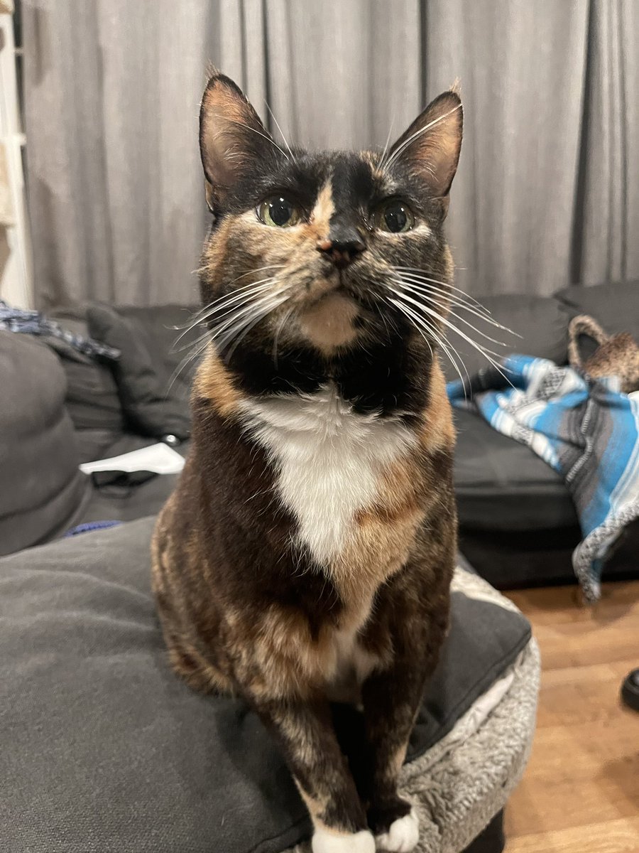 Andrea56822453's tweet image. #PostAFavPic4VioletApr26 
Day 25: DNA 
I’m one of a kind and proud of it. It’s in my DNA. The tortietude too!🧡🤍🖤

#CatsOfTwitter #Caturday #CatsOfX.