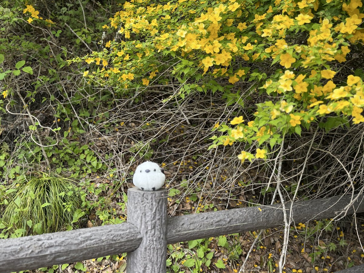 ムク🏕️ tweet media