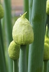 POP＠脱サラ農家 tweet media