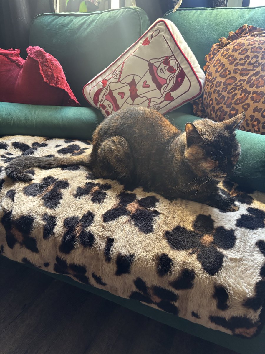 Ham_City_'s tweet photo. My "RU's"... Rüe &amp; Ruby 🖤🧡 https://t.co/ASg13rfCyR
