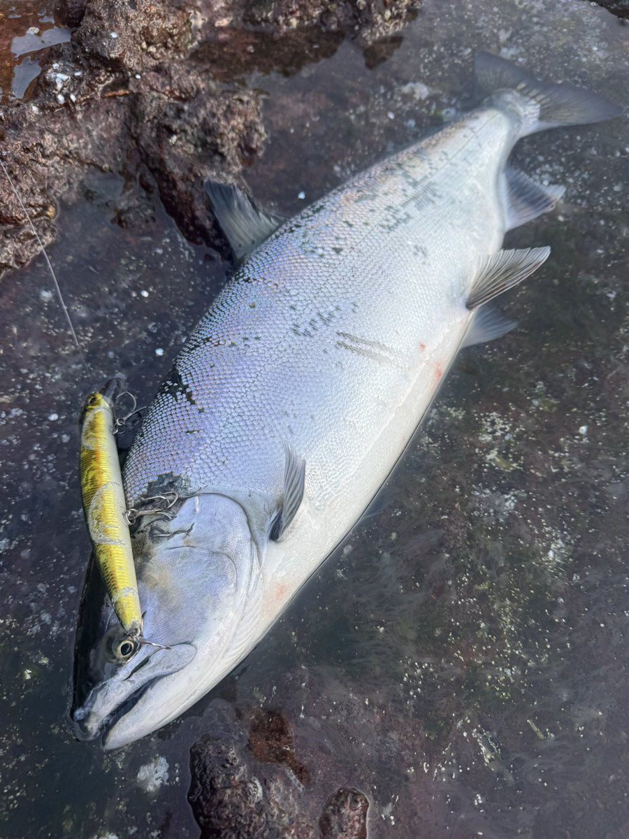 なべチキ男 tweet media