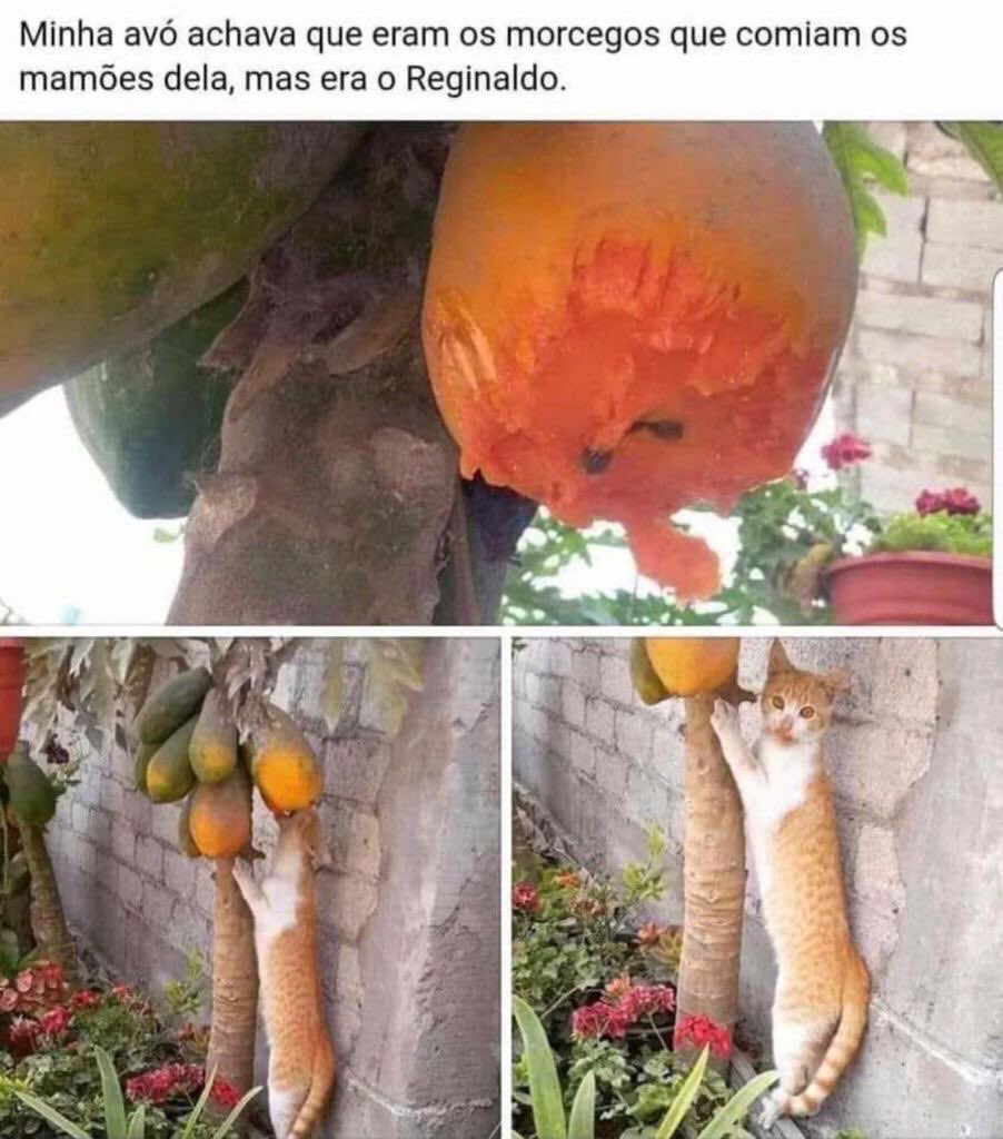 gatos fazendo gatices tweet media