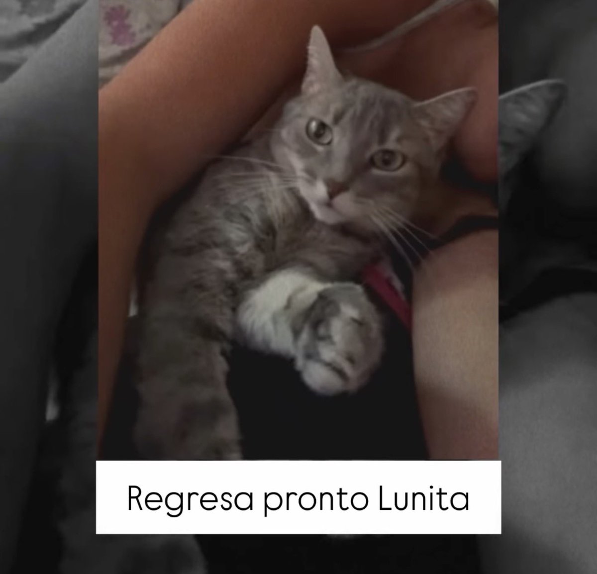marceladunn's tweet photo. Todos los que hemos tenido el honor de tener gatitos sabemos lo triste (y frustrante) que es cuando estos se pierden. Quienes no han tenido uno NO tienen idea la desesperación que causa esa situación porque a diferencia de los perritos  ellos recorren varias distancias, son sigilosos, se meten a cualquier casa, se quedan horas debajo de los carros etc.

El día de hoy se perdió LUNA, una gatita hermosa en Acuarela Del Río, su mamá humana la está buscando.
Les ruego den RT a este tweet, compartan en sus redes para que aparezca LUNA.

Nota: Hace unos meses se perdió un gatito en Sambo y lo encontraron en CEIBOS porque se metió en un carro y se fue de “paseo”, no subestimé el poder de un RT y la capacidad de las redes sociales 🙏🏻

Ayudemos a LUNA a reencontrarse con su familia ⤵️