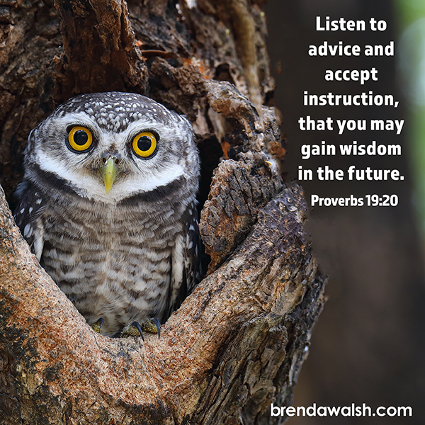 brendakwalsh's tweet image. Today's Daily Scripture Picture: The Growth Mindset
Proverbs 19:20 – “Listen to advice and accept instruction, that you may gain wisdom in the future.”

#Christian #ChristianLiving #verseoftheday #bible #bibleverse #growth #future #instruction #wisdom #advice #guidance #learn
