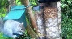 tourscotland's tweet image. Today's Tour #Scotland 4K #Spring Saturday wildlife nature camera travel video Blog clip of the sight and sounds of a bushy tailed #Grey #Squirrel spotted opening feeder box and eating peanuts on morning visit and trip to my #Scottish cottage garden tour-scotland-photographs.blogspot.com/2026/04/grey-s…