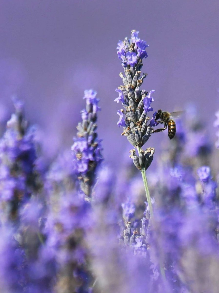 Jasper James A Tevar tweet media