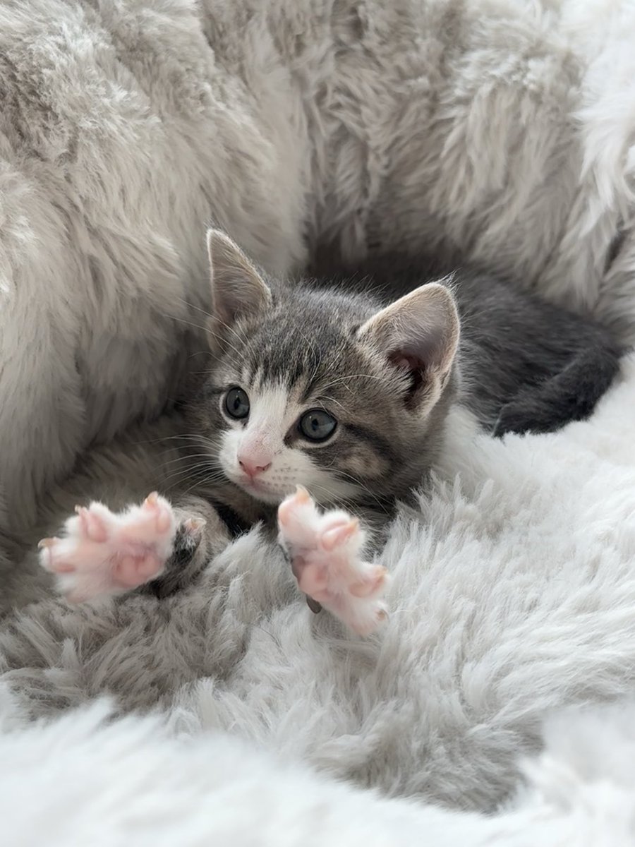 AssCat tweet media