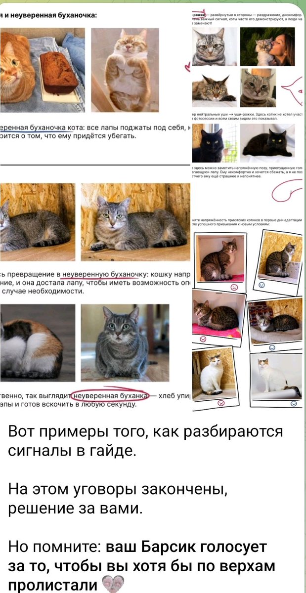 Доброхвост - благотворительный проект tweet media