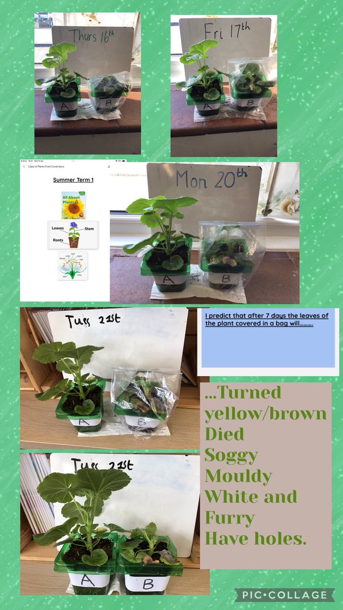 SHeartmoreton's tweet photo. Results are in:
Y3’s investigation into the effects of air on plant growth concluded that AIR IS VITAL for plant growth. Plant B (no air) began to die, its leaves turned brown, black and mouldy!! We discovered that roots breathe oxygen and without it, a plant will begin to die 🥺 https://t.co/hmFREklI2J