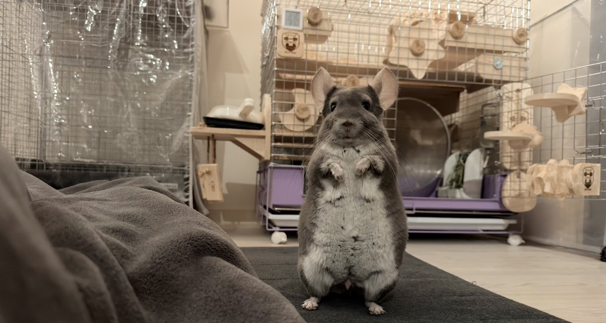 ペペロンチーノくん tweet media