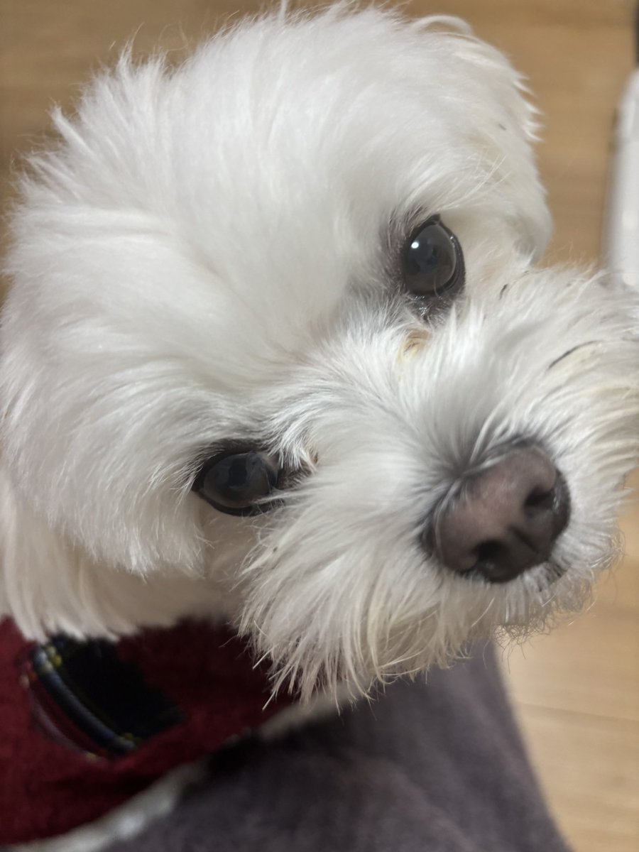 マロニー tweet media