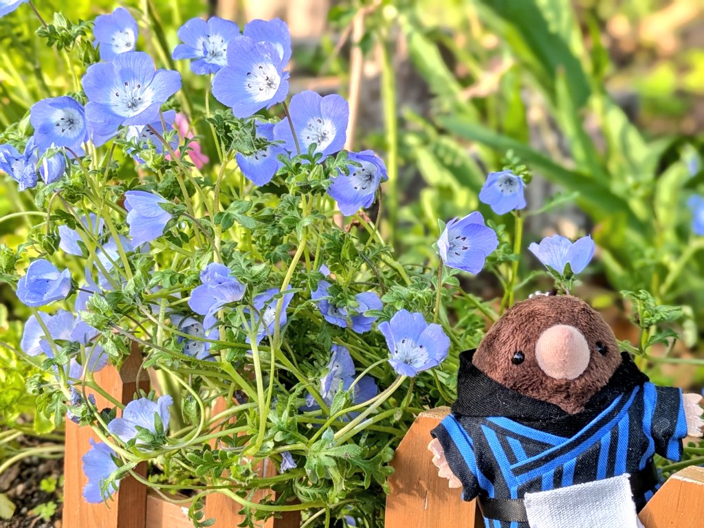 ふじつぼ tweet media