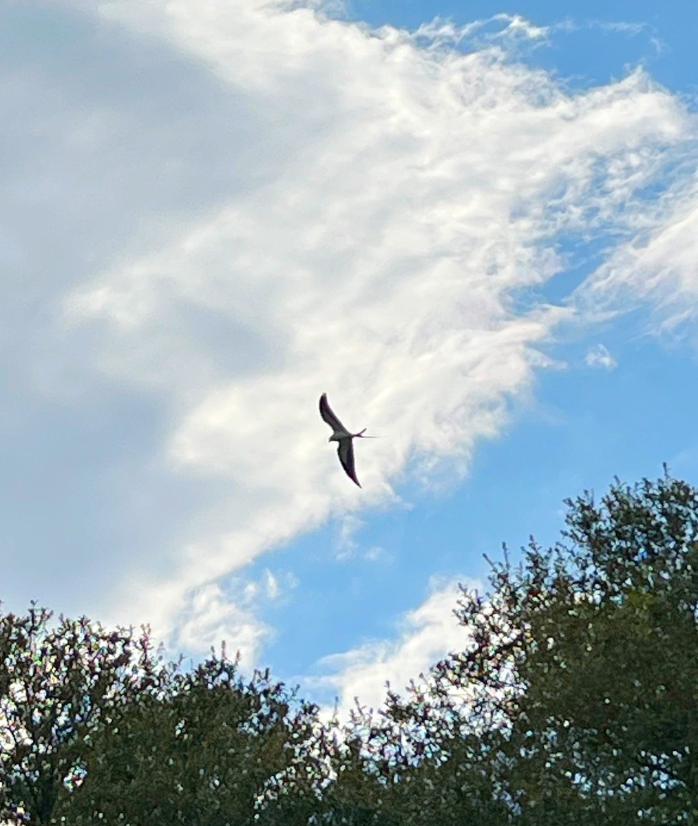 CarmenandBrian's tweet image. Saw a swallow-tailed kite! They are endangered in SC. #MyrtleBeach