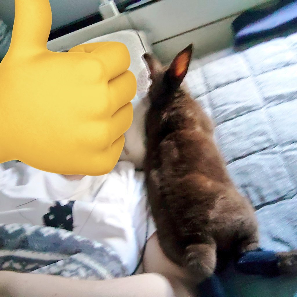 ムク♂6歳🐰ミニレッキス tweet media