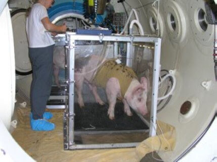 AnimalUnite's tweet image. Imagine being crushed in an inescapable box until your lungs give out, your spine snaps, and you’re dying in absolute terror.😰

That’s exactly what the @USNavy is doing to pigs! 😡 This must END IMMEDIATELY.