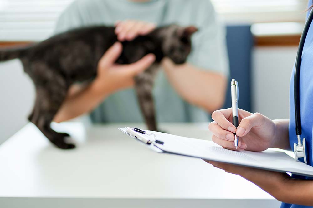 Happy World Veterinary Day! Today, we celebrate the amazing vets who dedicate their lives to our furry family members! Let's honor their compassion, expertise, and hard work. #WorldVeterinaryDay #ThankAVet sdcorporatelaw.com/business-entit…