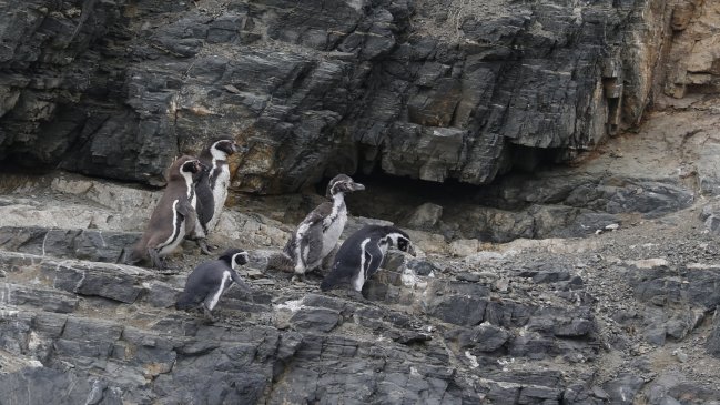 Cooperativa's tweet photo. Greenpeace pidió al Gobierno el reingreso de decreto que protege al Pingüino de Humboldt https://t.co/fJKwiB3awr https://t.co/ypmJMp4rcO