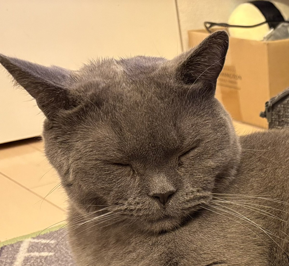 shinkosuke's tweet photo. カプリコとシャルドネさん

似てはいないか。

顔つきカプリコはレアらしい。

#猫
#シャルトリュー
#カプリコ https://t.co/KUWUUhbOha