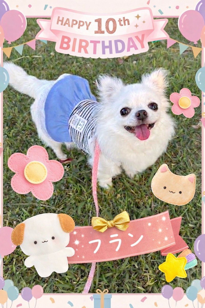 furan426's tweet photo. フラン10歳のお誕生日おめでとう🎂
我が家に来てくれてありがとう💞
フランのおかげで毎日がとても幸せです😊
#誕生日　#愛犬　#チワワ　#フランチワワ https://t.co/QbqYwHspIS