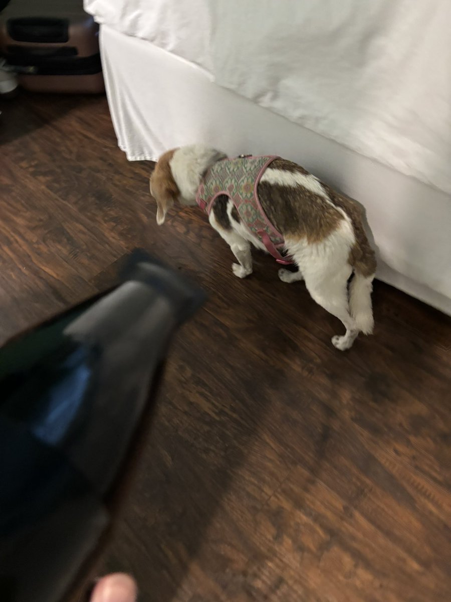 bethany___c's tweet photo. getting the dog with the hairdryer #JustPlaying https://t.co/BvdKY2NyOi