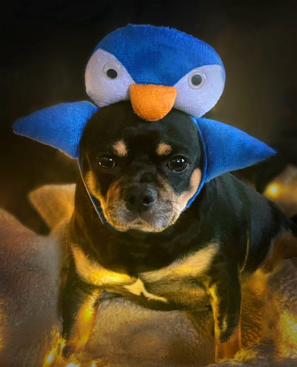 sarahanunn's tweet photo. Happy #WorldPenguinDay from Bremmy!
🐧🐧🐧
Bremmy says that humans can learn important things from penguins, like “When in doubt, waddle it out.”
Bremmy is a fan of waddling….
🐧🐧🐧
#StopClimateChange #PenguinsOfTwitter #RescueDog #Chugdog #DogsofTwitter https://t.co/xt73QctEdr