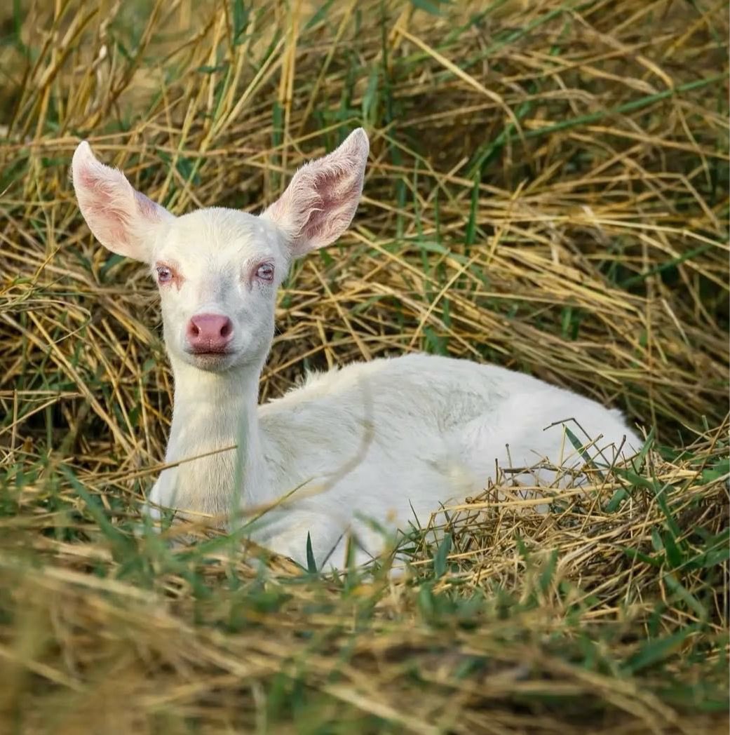 QG do POP tweet media