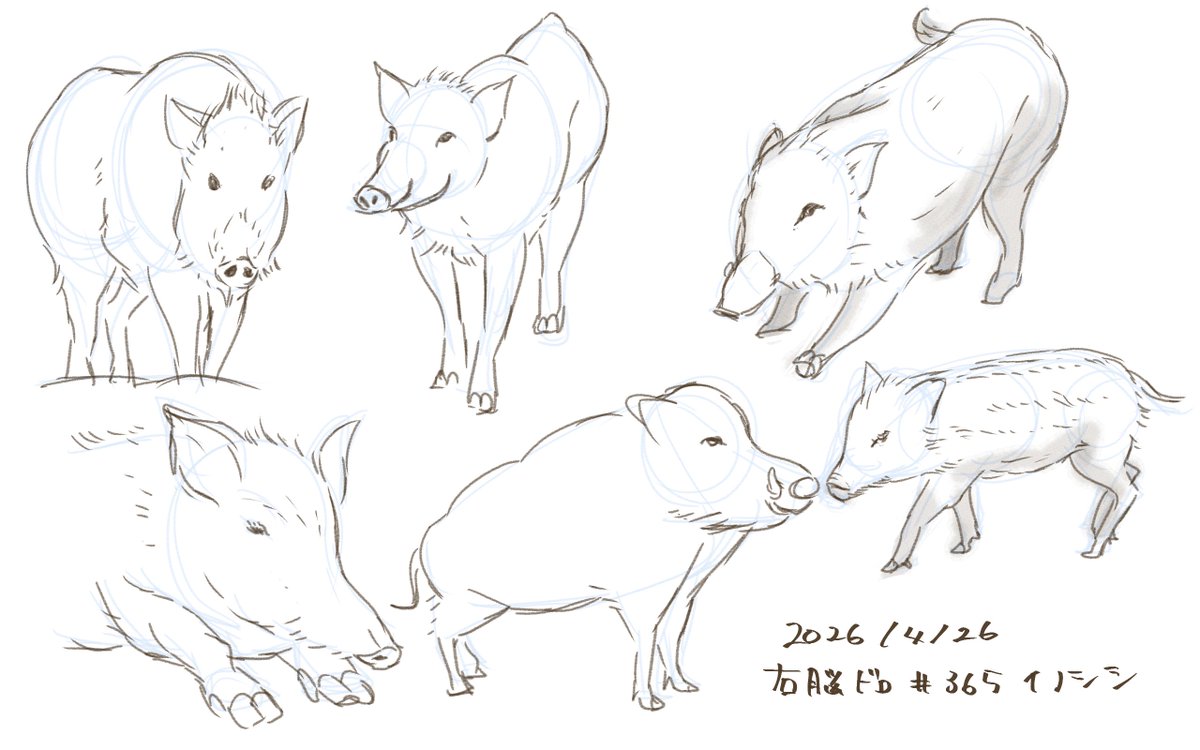 イノシシ #毎日右脳ドローイング
動物たのしい〜！
