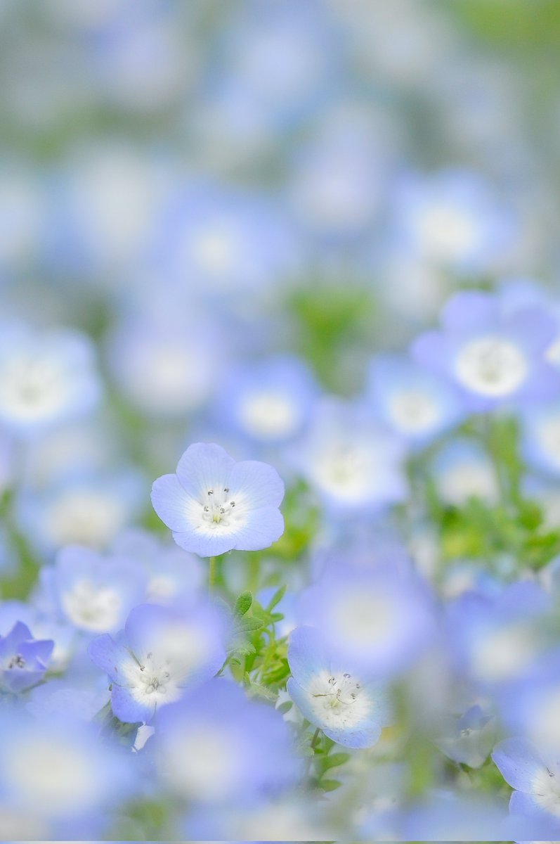 なちゅめん🈹 tweet media