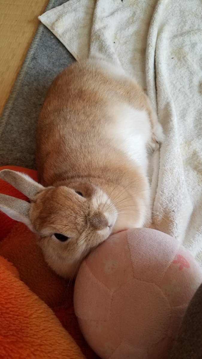 ゴンちゃんのお部屋 tweet media