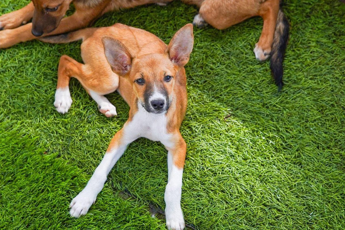 KAORI ESPERA UN HOGAR: ALCALDE GUSTAVO ACEVEDO IMPULSA EL LLAMADO A FAMILIA RESPONSABLE 

El alcalde de Santa Ana Centro, <a href="/AcevedoGustavo_/">Gustavo Acevedo</a>, compartió un emotivo mensaje para promover la adopción de Kaori, una perrita resguardada en el Refugio Municipal. .

A través de una
