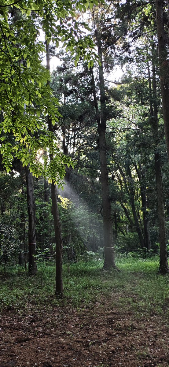 吟ノ醸 tweet media