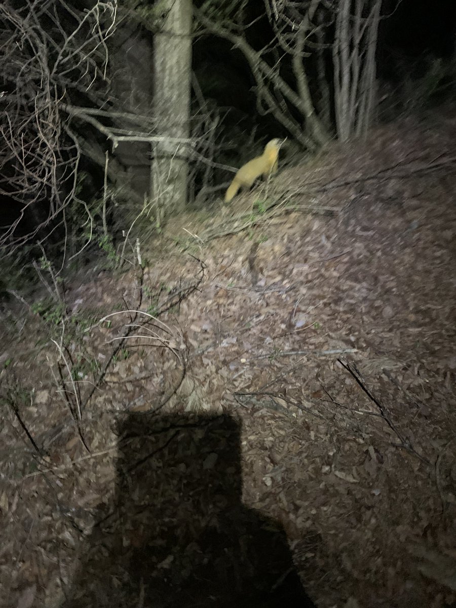 Bunburyōdō (文武両道) (Bun) tweet media