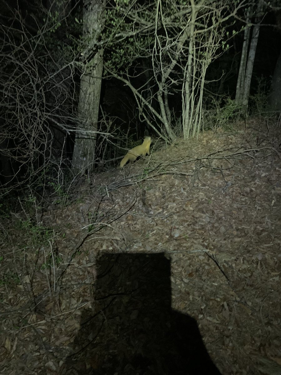 Bunburyōdō (文武両道) (Bun) tweet media