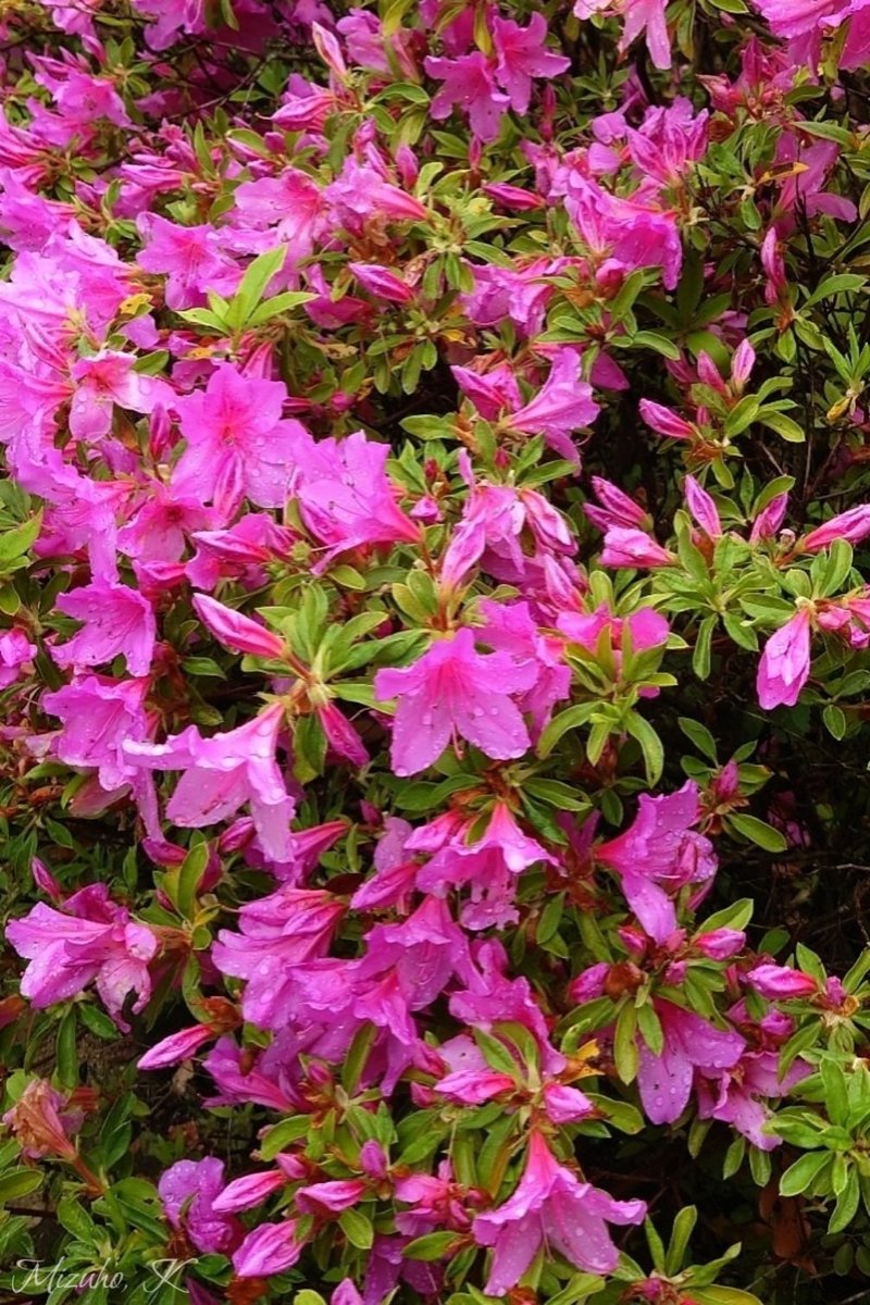 神咲 みずほ tweet media