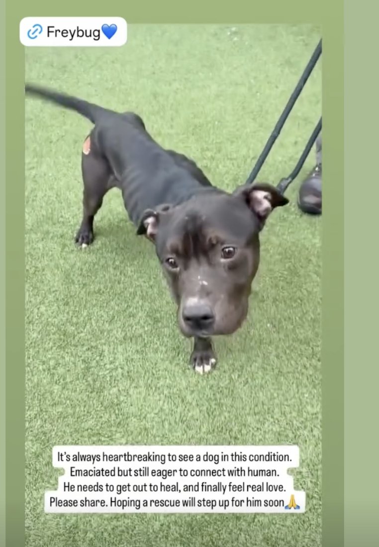 $100 pledge <a href="/NMBewitched/">NMHP</a> <a href="/MorgFairsdogs/">Morgan Fairchild's Dogs</a> 
This beautiful dog, Freybug, should be <a href="/amcny/">The Schwarzman Animal Medical Center</a> NOW and NYC ACC should have brought him there: they have the money. Having adopted him out to a sadist who abused him, #nycacc owe him help. And #nypd <a href="/ASPCA/">ASPCA</a>  should be involved.
RT