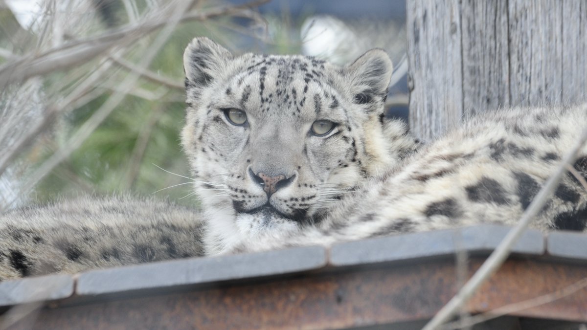 cliche_mist's tweet image. Kita, today at @assiniboinezoo #Caturday #SnowLeopard #NikonD700 #NikonPhotography