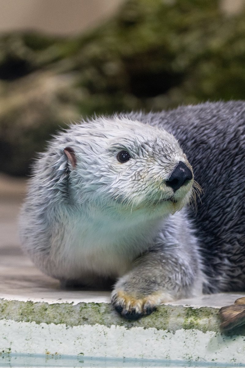 スコンブ3rd tweet media