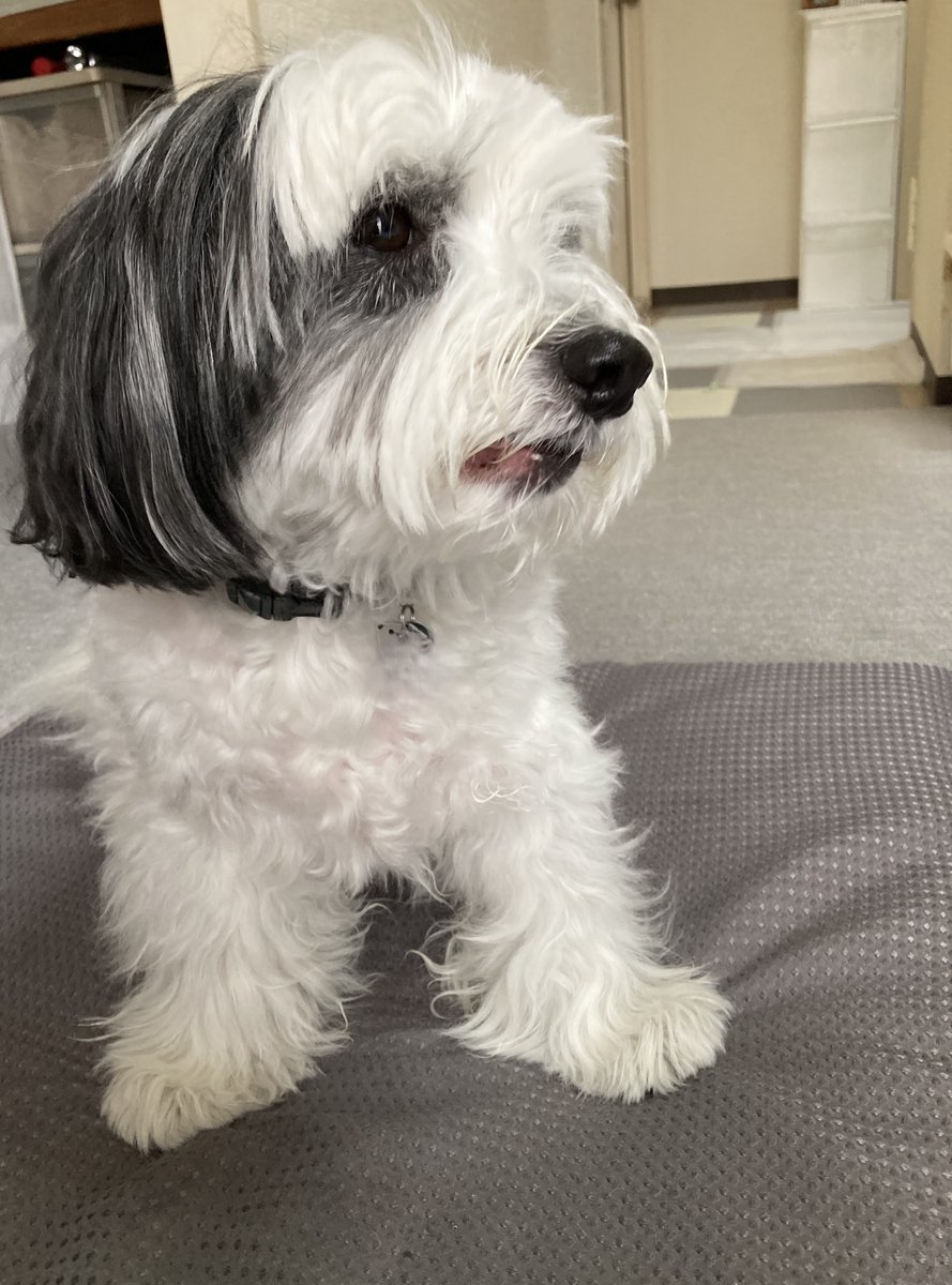 萬作ですけど、なにか⁇ tweet media