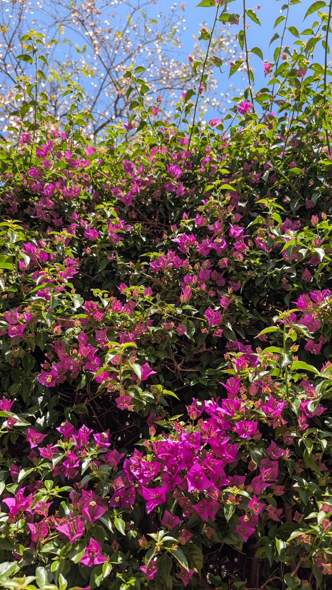 heyitsseher's tweet image. Amazing few days in Barcelona with the @mozillafestival  team.

This year's @mozilla Festival is going to be back in Barcelona from Oct 28-30.

Early bird tickets for Mozilla Festival are available, and call for proposals opens in early May.

events.mozillafoundation.org/e/mozilla-fest… #mozfest