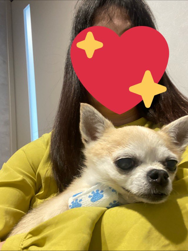チワワのジェリーたん tweet media
