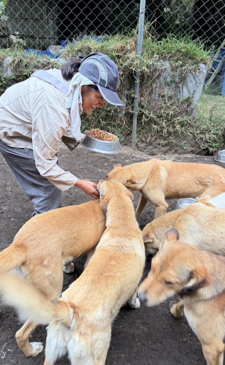 RefugiOceaniCAN's tweet image. Siempre he dicho que quien viene a ayudar, a obsequiarnos su energía, su amor, su entusiasmo… Está en otro nivel de consciencia. 🥰💜🐶🐾
Dios bendiga a los voluntarios.🫶🏼✨🙌🏼

📸Sandra. Te amamos! 💜
#Gracias #Voluntarios #Amor #perritos #Oceanican