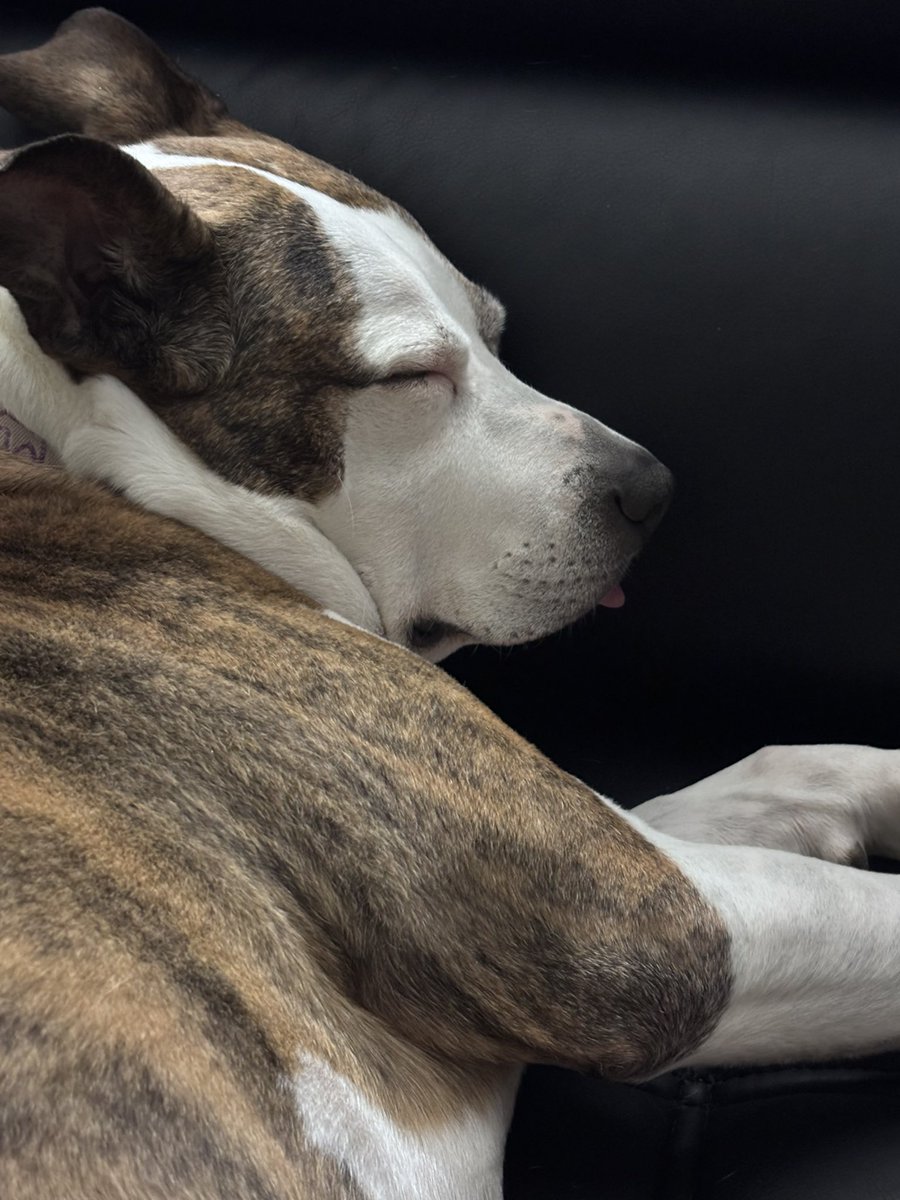 tantilizingj's tweet image. My little stinkabutt in a deep sleep #Dogdad