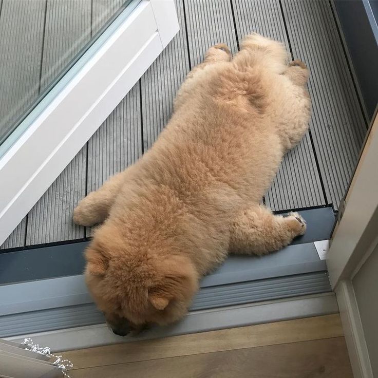 hide_traveller's tweet image. @cherry_fuwary02 
.。○お.。o○は.。o○よ.。o○う.o。o○あっこたん♪v(*'-^*)^☆ *:.。..。.:*・。+゜:.d(・ω・。)穏やかな日曜日を〜♪(。・∀・)b゜+。゜・*:.。. .。.:* #HappySunday